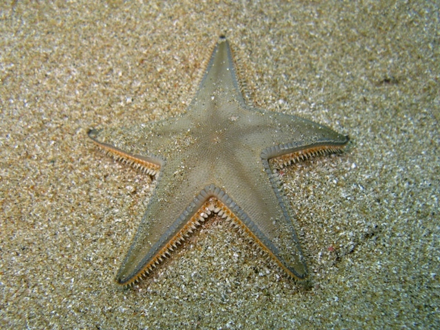 Astropecten jonstoni (Delle Chiaje, 1827)